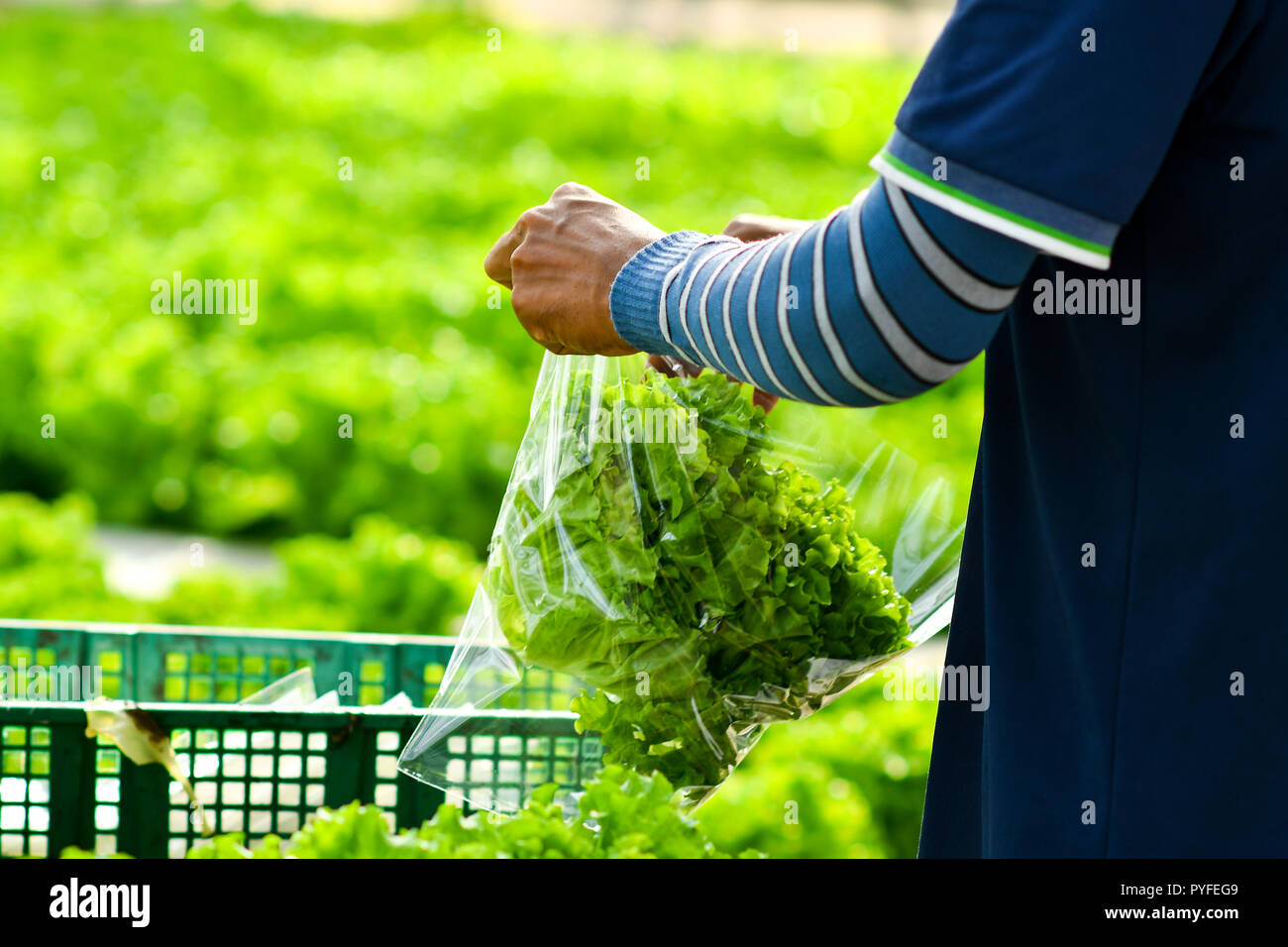 Harvesting hydroponic lettuce Stock Photo Alamy