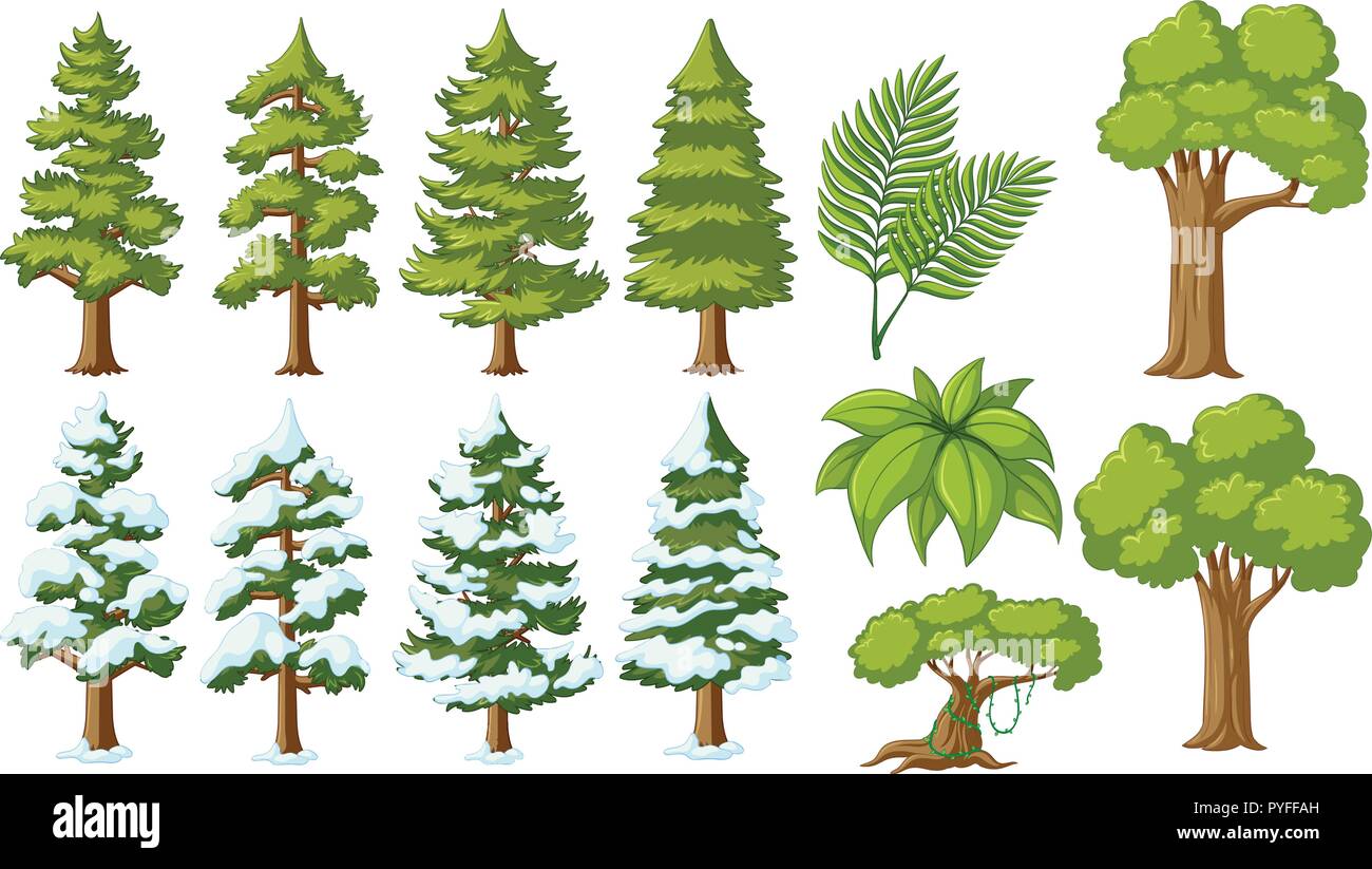 Different types of trees illustration Stock Vector Image & Art Alamy