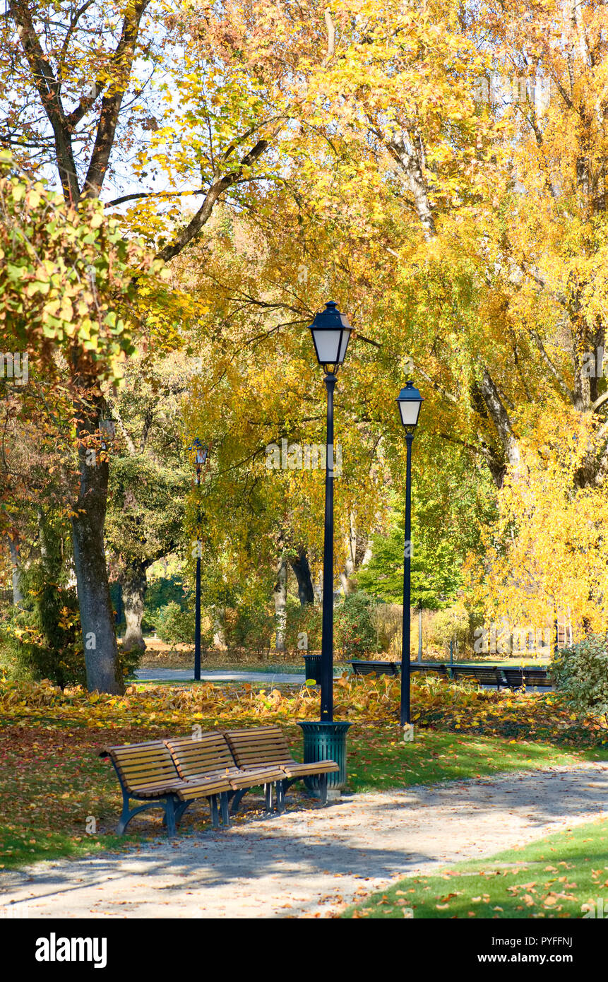 Maples with yellow autumn leaves in the park hi-res stock photography ...