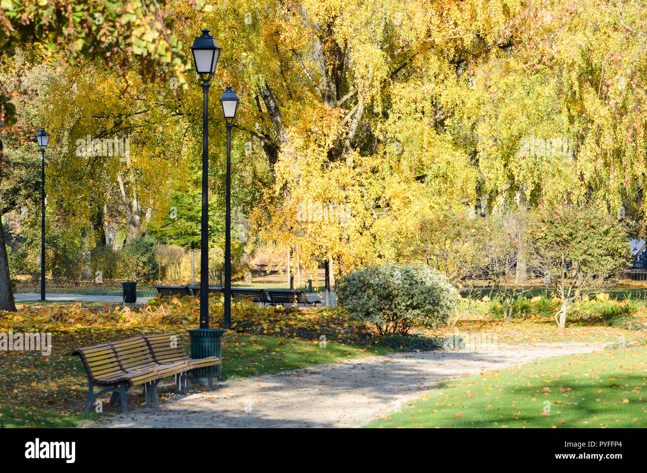 Maples with yellow autumn leaves in the park hi-res stock photography ...