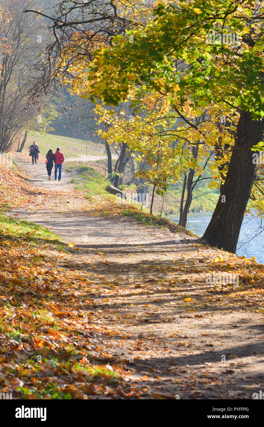 Maples with yellow autumn leaves in the park hi-res stock photography ...