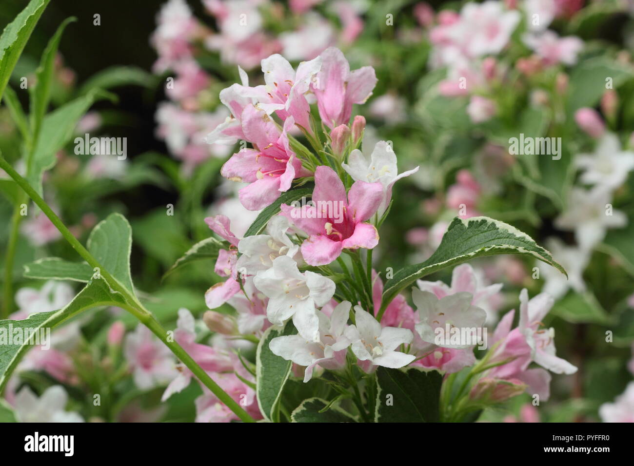Blossoms of Weigela florida Suzanne deciduous shrub in late spring