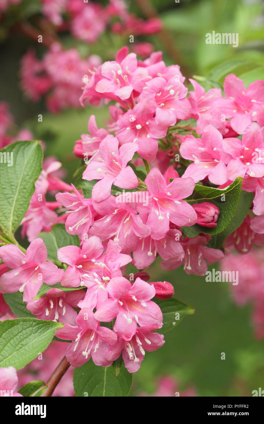 Blossoms of Weigela 'Styriaca'' deciduous shrub flowering in spring, England, UK Stock Photo