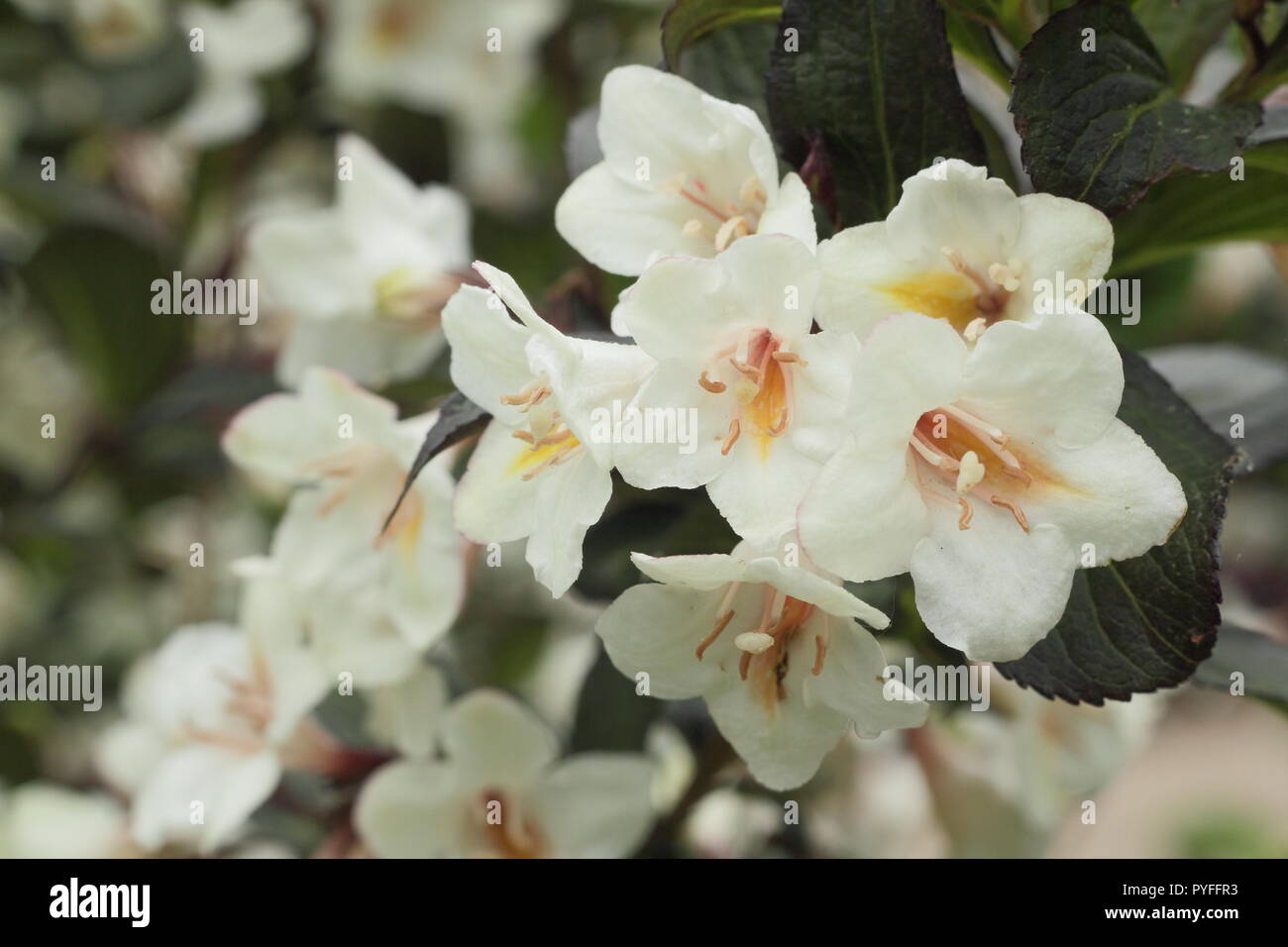 Blossoms of Weigela 'Ebony and Ivory' deciduous shrub in an English garden border,spring, UK Stock Photo