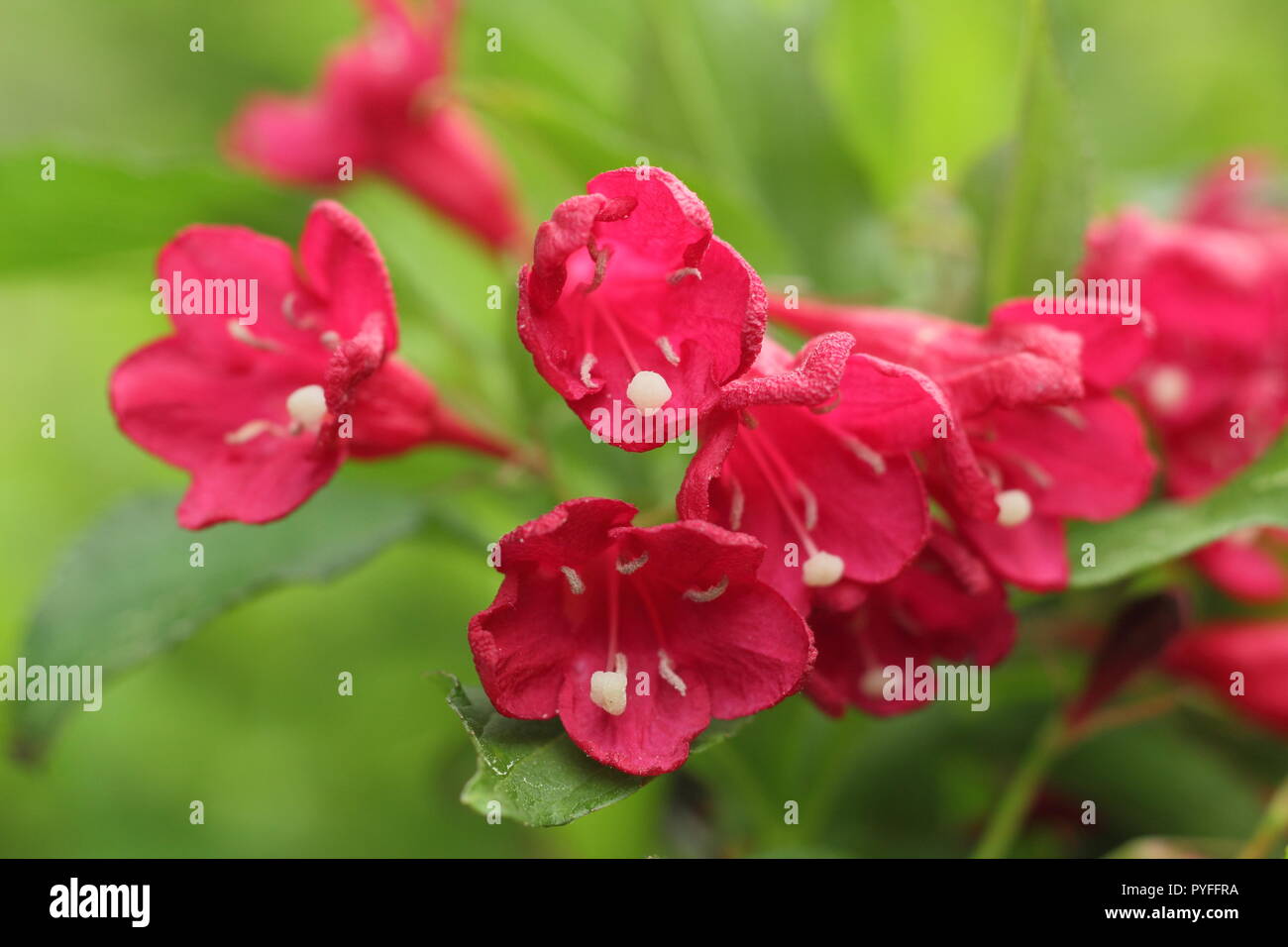 Grandma Pearl S Backporch Weigela Shrubs Hummingbird Magnets