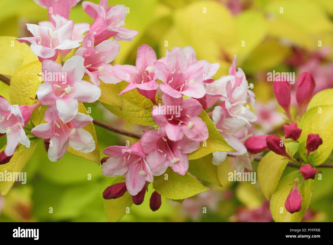 Weigela 'Looymansii Aurea' deciduos shrub flowering in late spring, England, UK Stock Photo