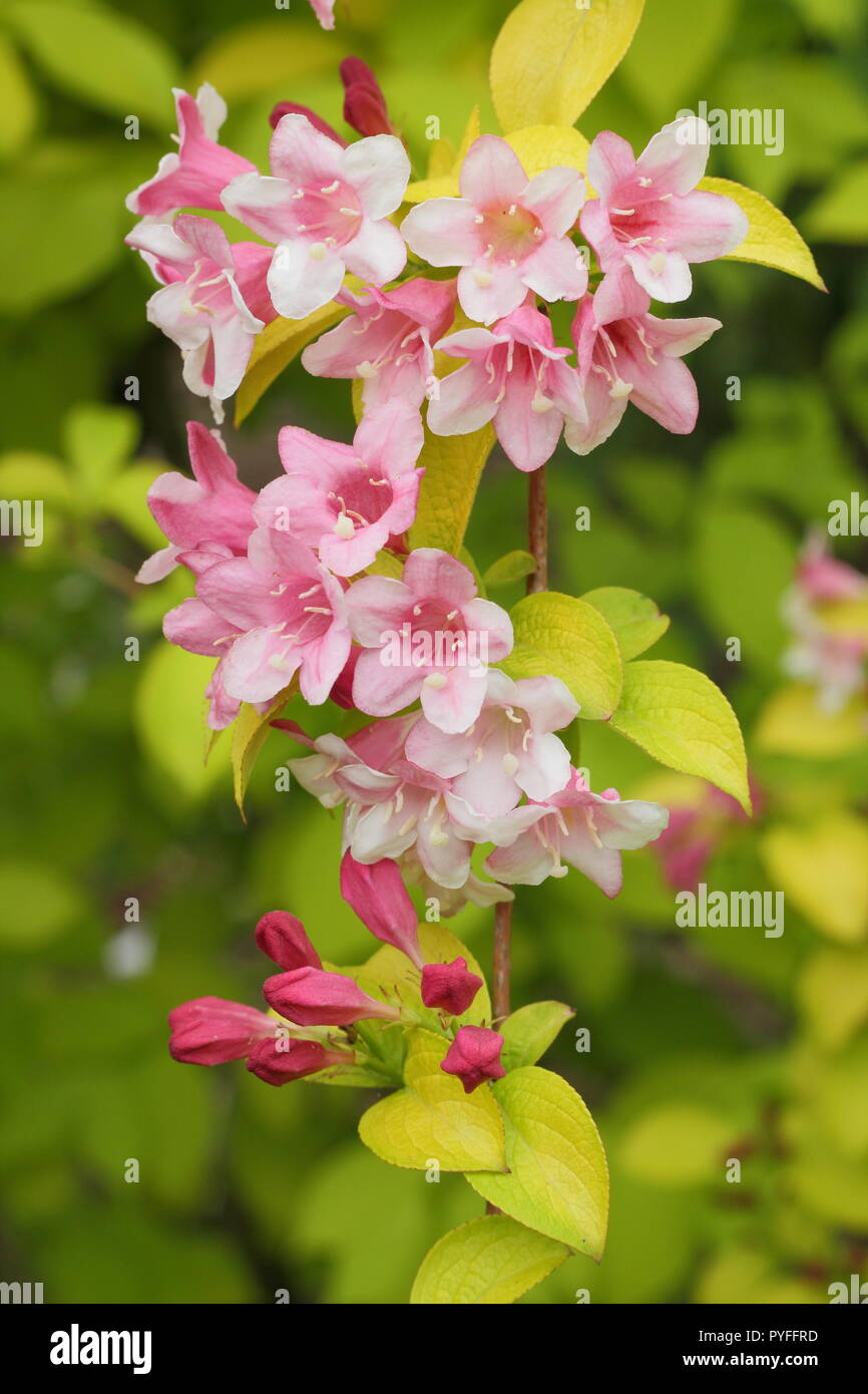 Weigela 'Looymansii Aurea' deciduos shrub flowering in late spring, England, UK Stock Photo