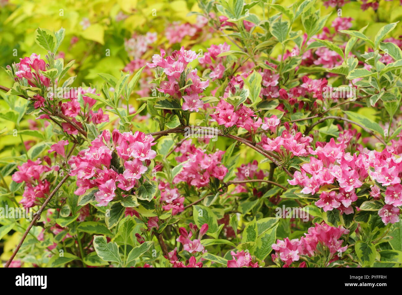 Shrub Garden Uk Stock Photos Shrub Garden Uk Stock Images Alamy