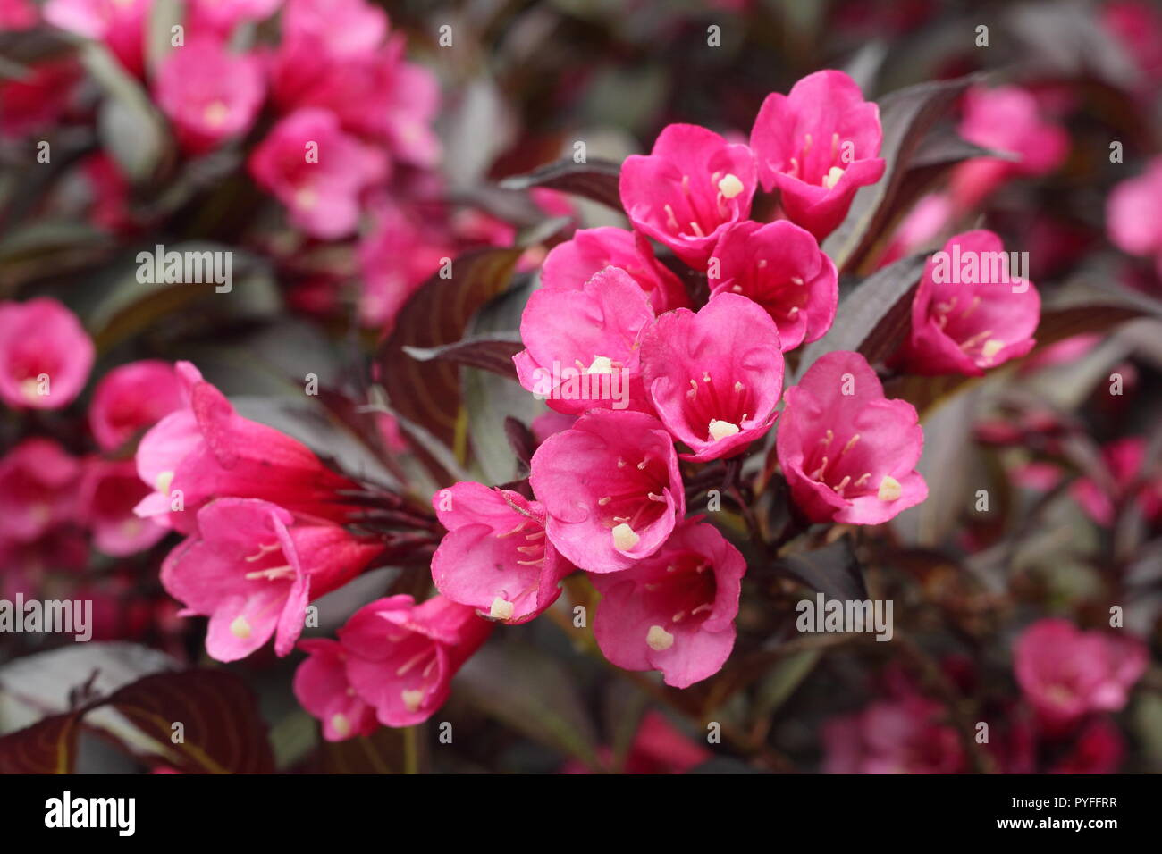 Weigela florida Alexandra 'Wine and Roses' and flower in summer