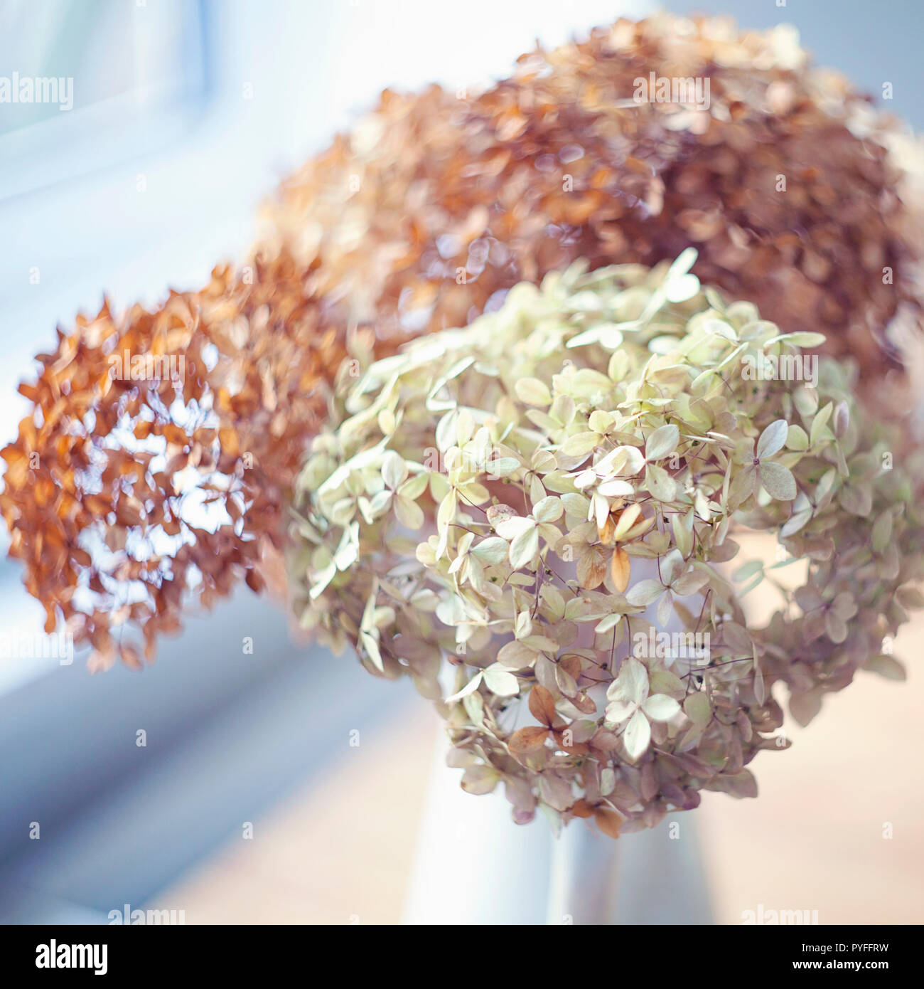 Close up of dry hydrangea flower head Stock Photo Alamy