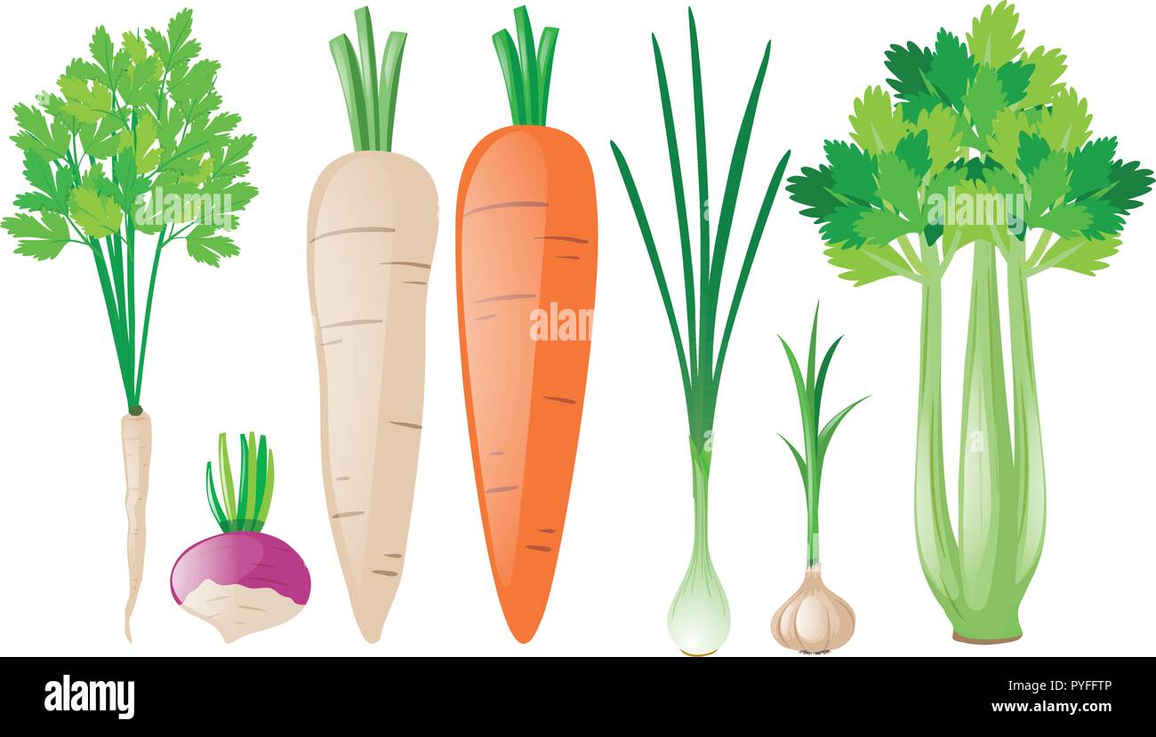 Different types of root vegetables illustration Stock Vector