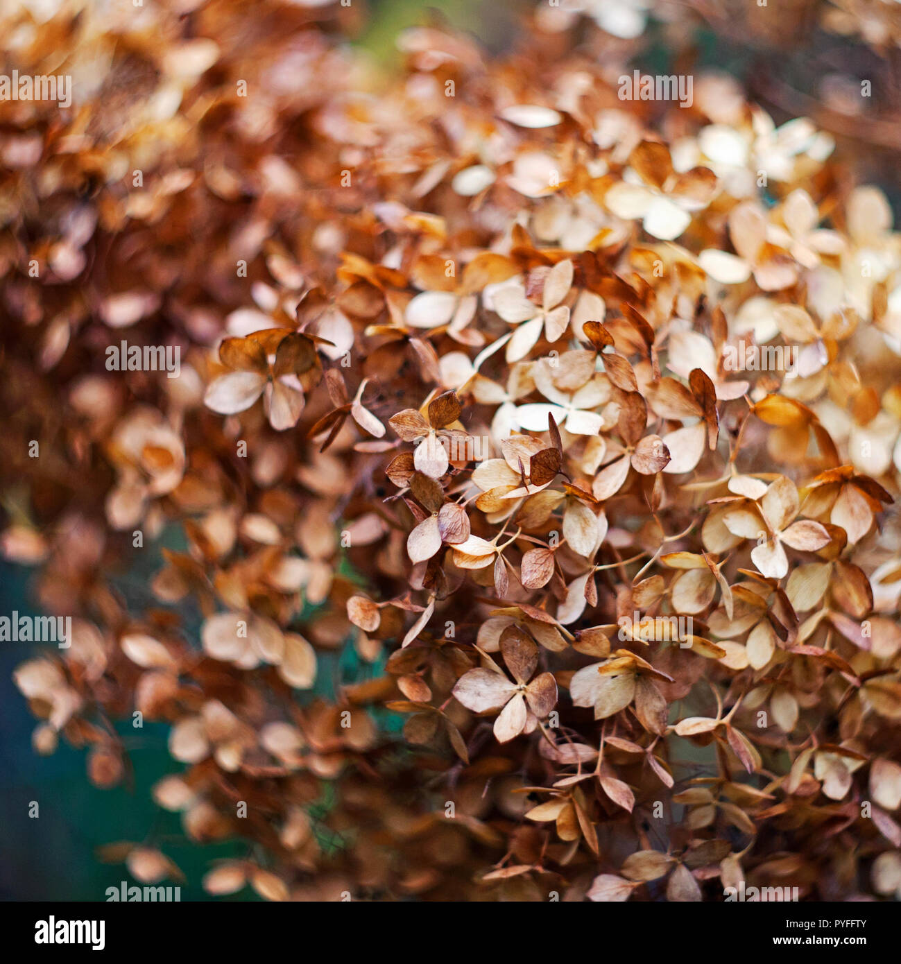 close up of dry hydrangea flower Stock Photo