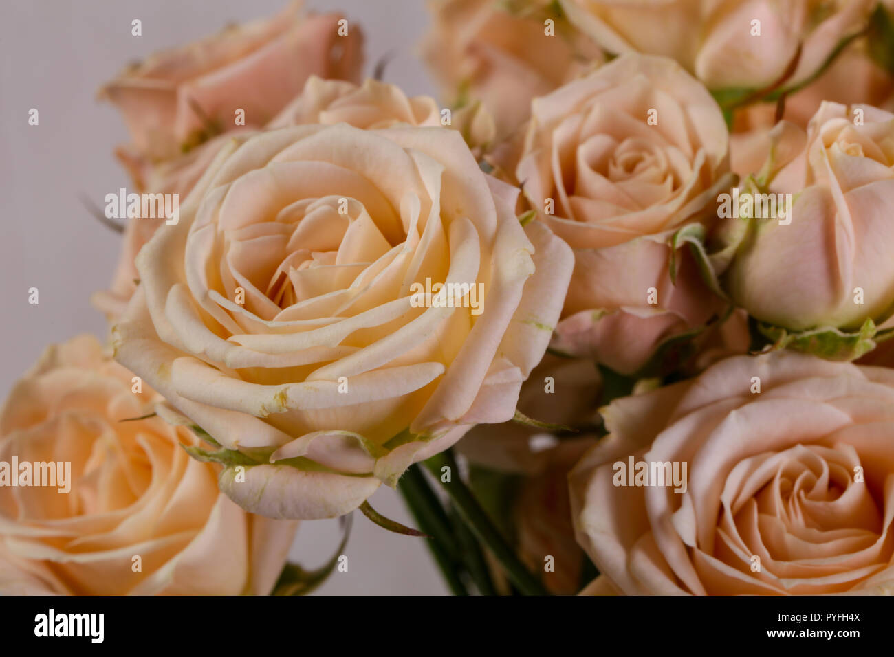 Pink roses bouquet isolated on white background Stock Photo - Alamy