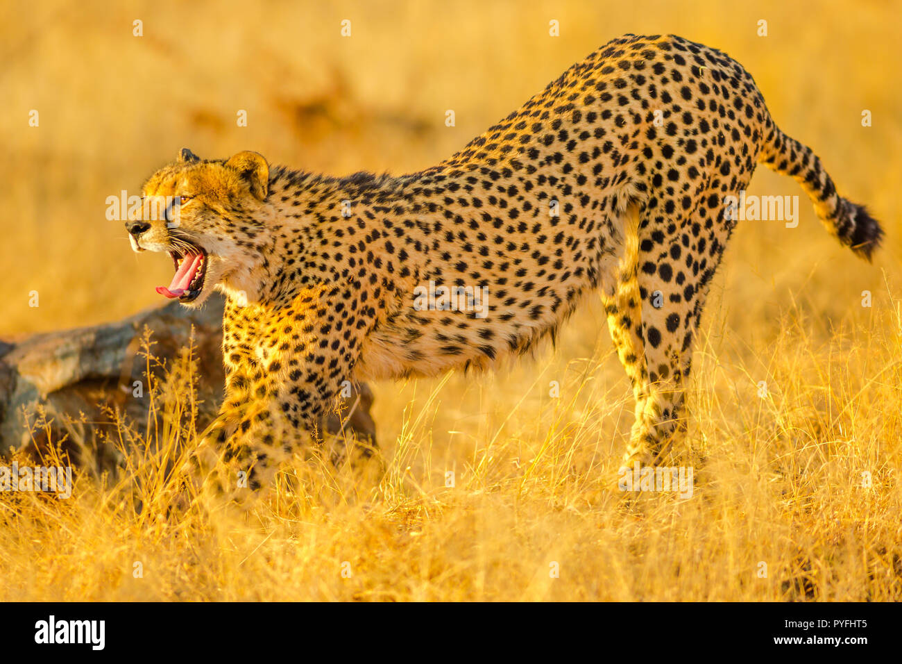 Elegant cheetah opens mouth showing teeth while walking in savannah. Acinonyx jubatus, family of felids, Madikwe, South Africa. Stock Photo