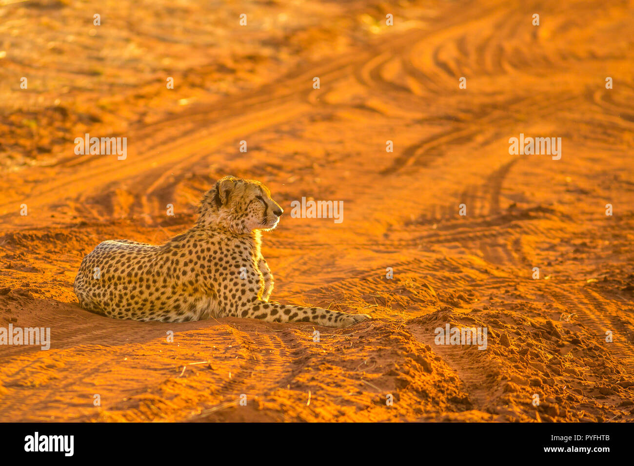 African cheetah species Acinonyx jubatus, family of felids, lying on red desert sand with sunset light. Madikwe in South Africa. Copy scape background. Stock Photo