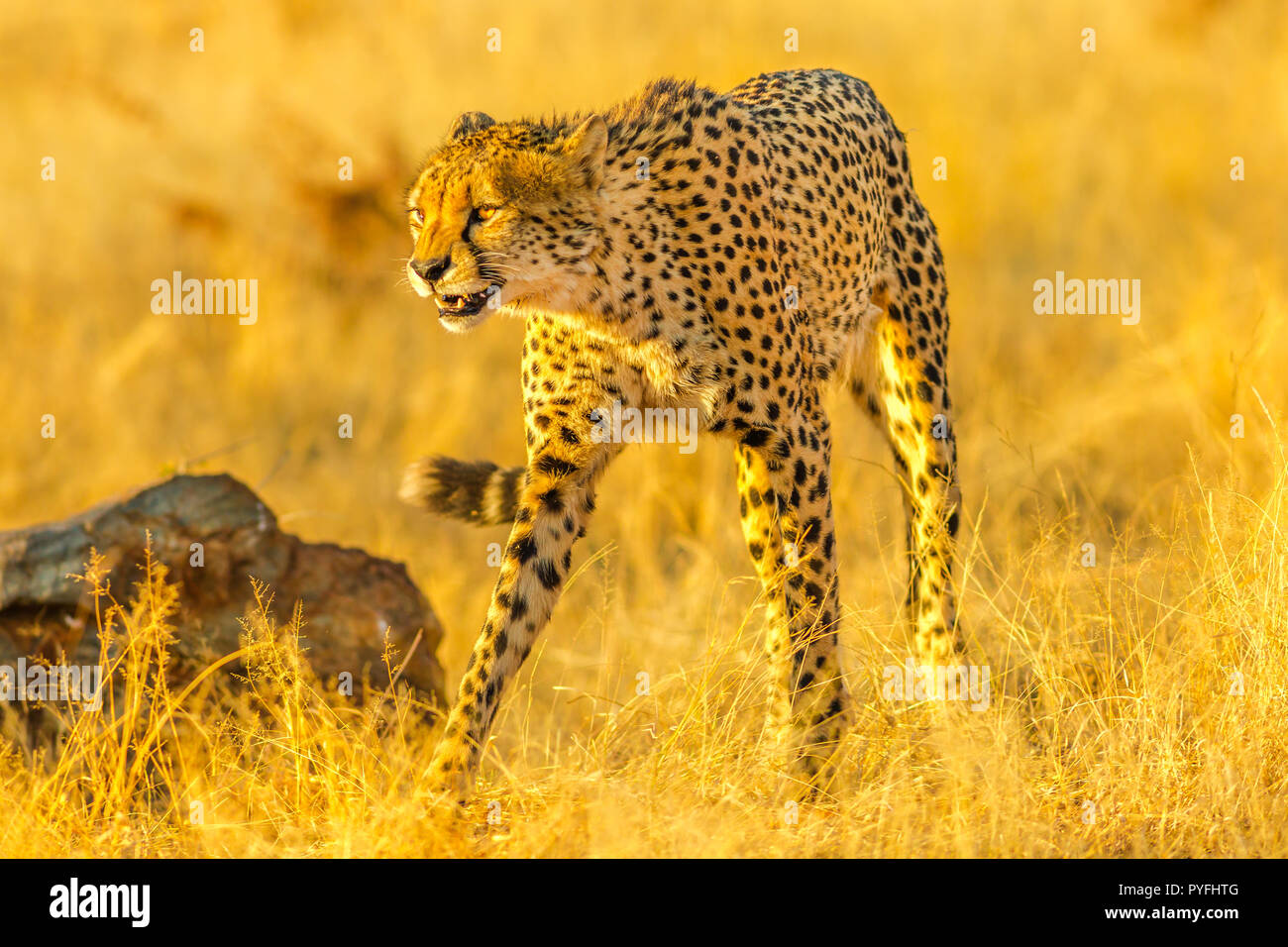 Adult cheetah standing in attack position in the savannah in dry season. Acinonyx jubatus, family of felids, Madikwe, South Africa. Stock Photo