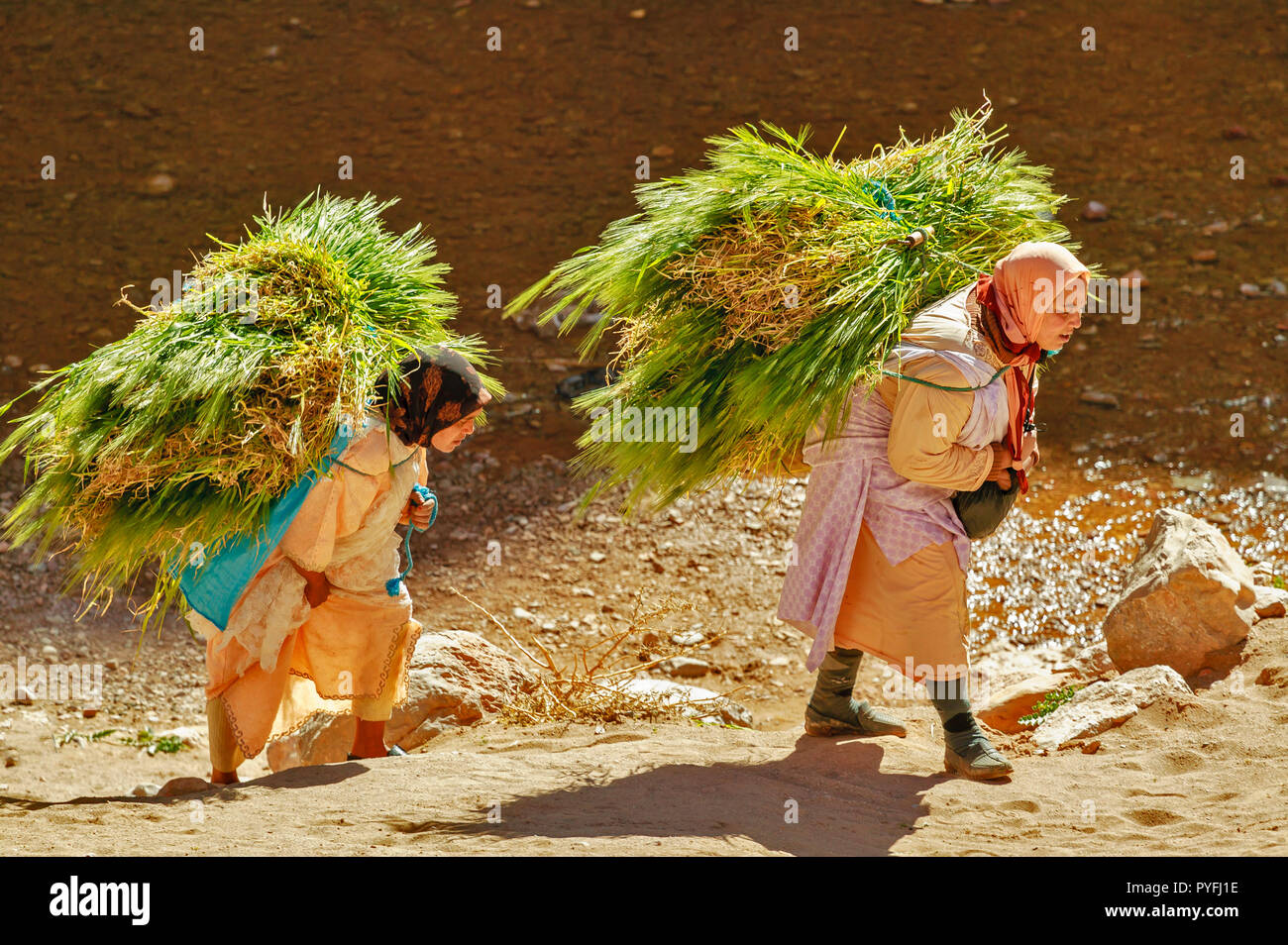 MOROCCO THE DADES GORGE TWO WOMEN CARRYING A HEAVY LOADS OF GREEN WHEAT FODDER FOR CATTLE Stock Photo