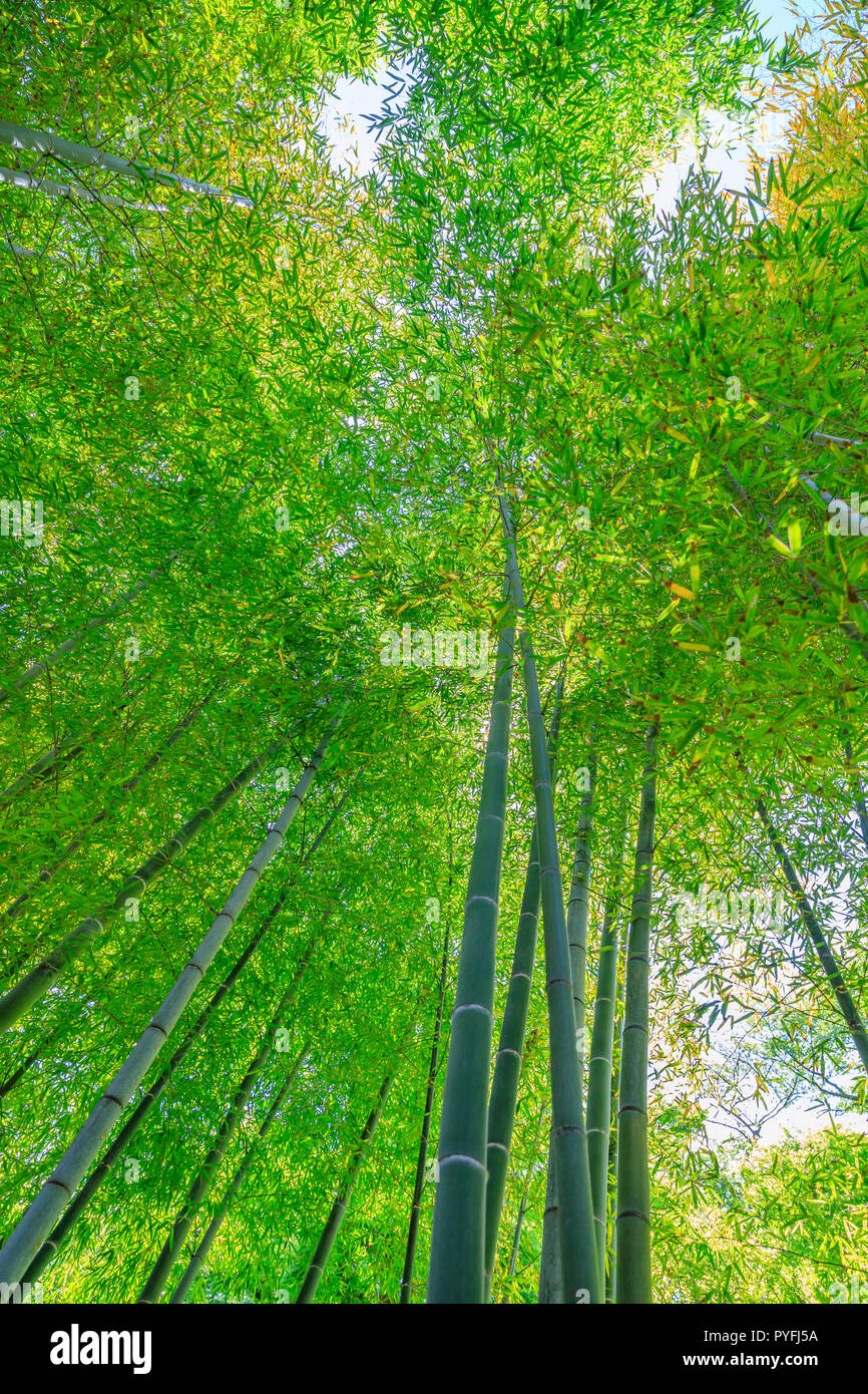 Forest of bamboo in Hase-dera Temple or Hase-kannon in Kamakura, Japan. Green bamboo background. Meditative and buddhism concept. Vertical shot. Stock Photo
