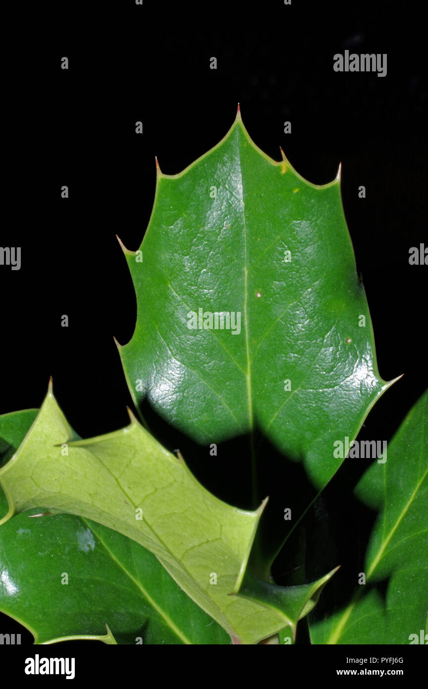 leaf-of-holly-ilex-aquifolium-close-up-from-sardinian-garden-stock
