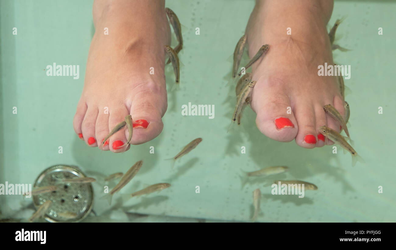 Pool with Fish, Which Make Peeling of the Men`s Legs. Feet Peeling with  Garra Rufa Fish Stock Photo - Image of rufa, foot: 141147862