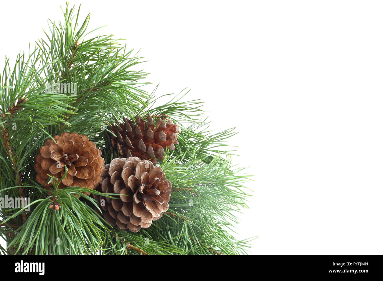 Green pine christmas tree green branch and cones isolated on white ...