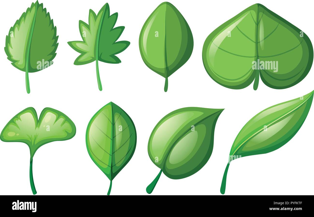 Different shapes of leaves illustration stock vector image art alamy