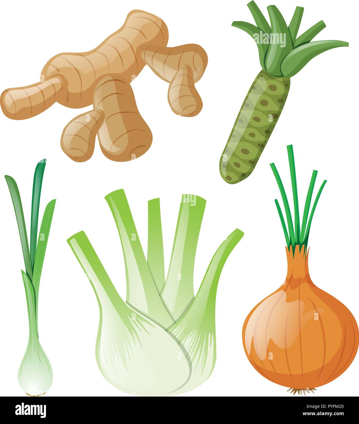 Different types of root vegetables on white illustration Stock Vector