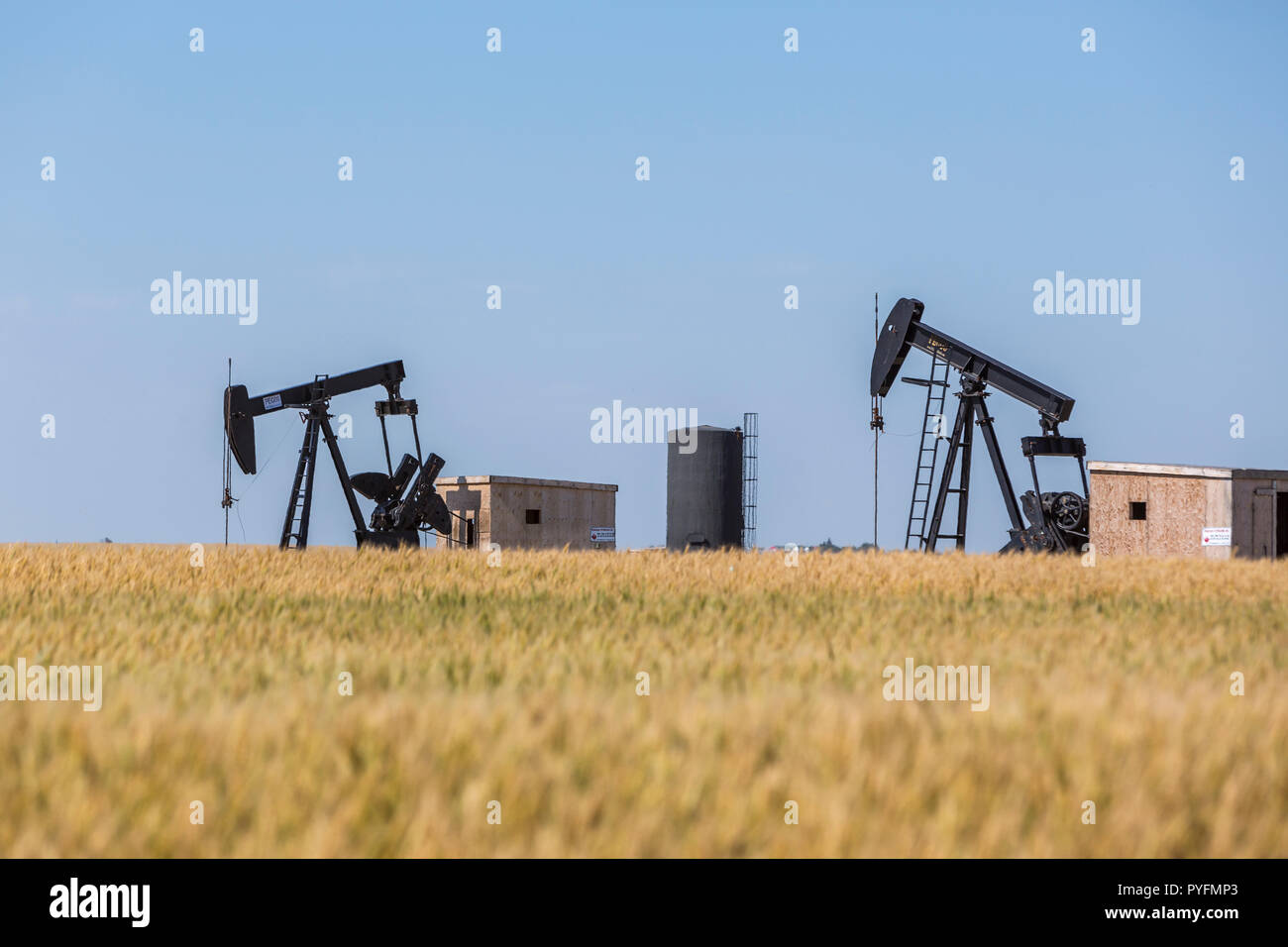 Oil pumpjacks and tank seen through shimmering heat waves surrounded by farmer's field of grain located near Kindersley, Saskachewan Canada. Stock Photo