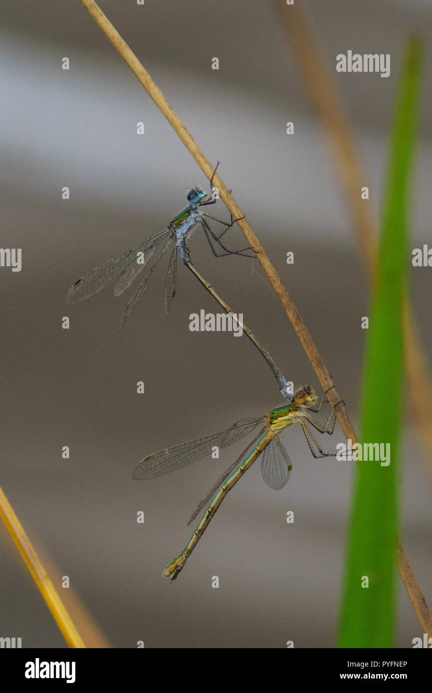 Emerald Damselfly, Lestes sponsa in tandem Stock Photo - Alamy