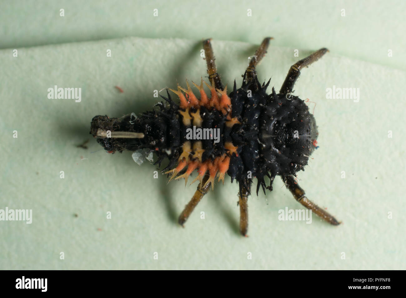 Harlequin ladybird larva, Harmonia axyridis Stock Photo