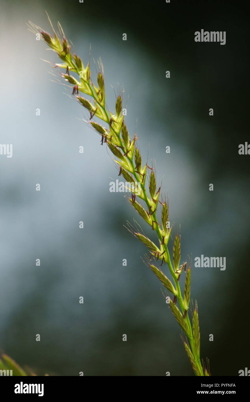 Italian rye-grass, Lolium multiflorum in flower Stock Photo