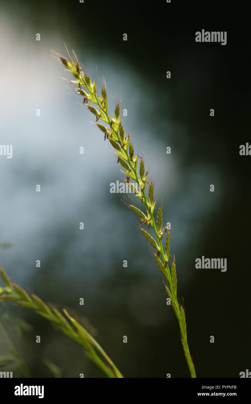 Italian rye-grass, Lolium multiflorum in flower Stock Photo