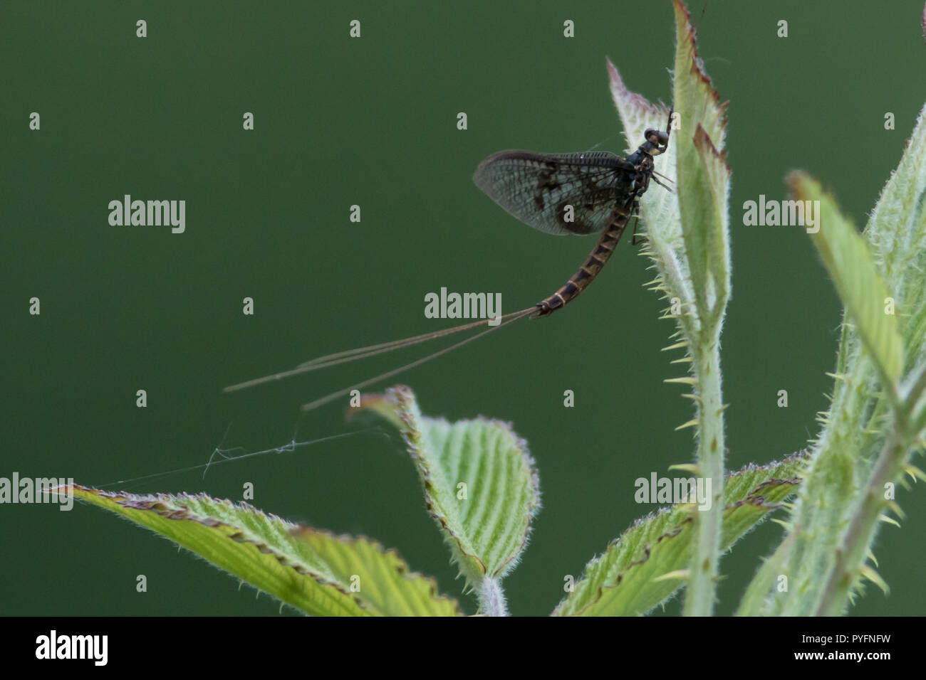 Mayfly Stock Photo