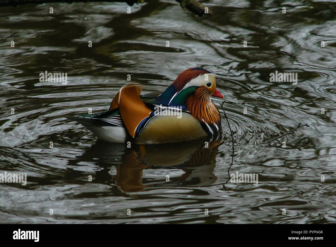 Male mandarin duck, Aix galericulata Stock Photo - Alamy