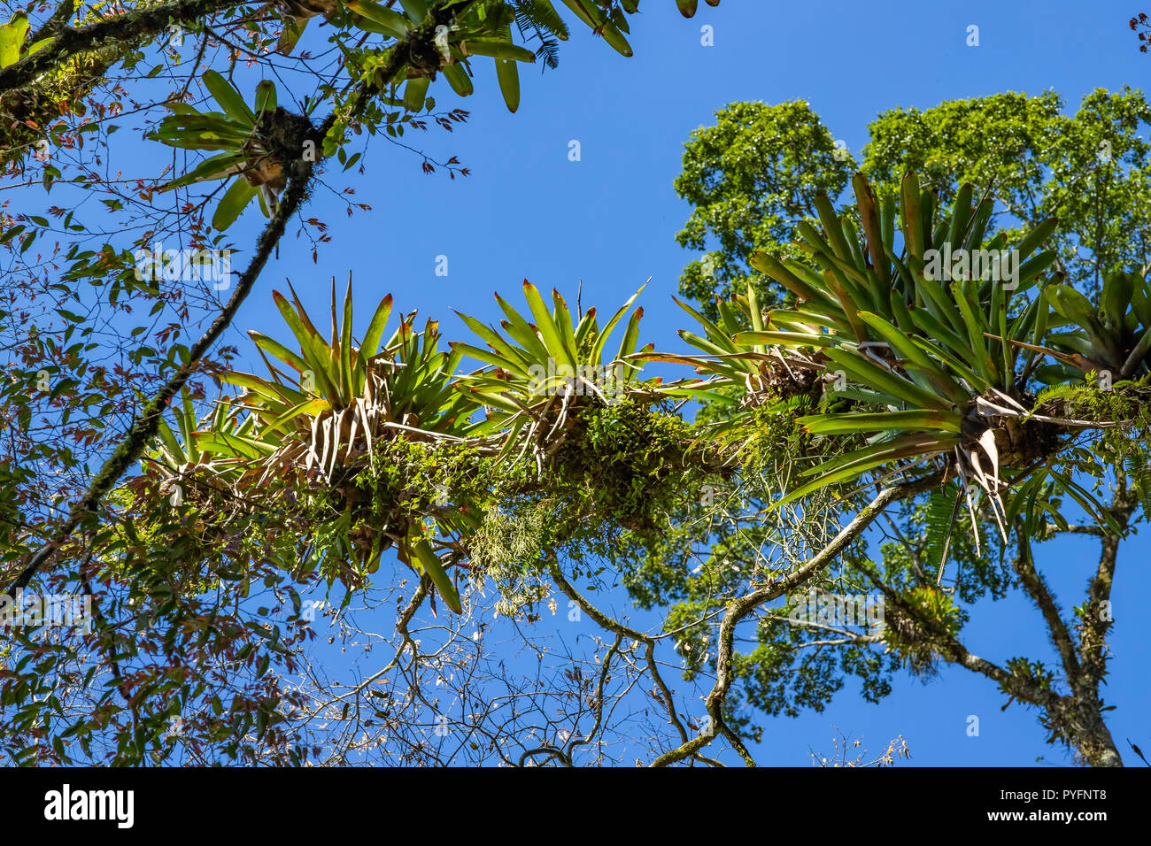 Bromeliad planted on the tree. Tree for garden decoration. Detail of tree top, with bromeliads growing in its trunk. Epiphytic plants Stock Photo