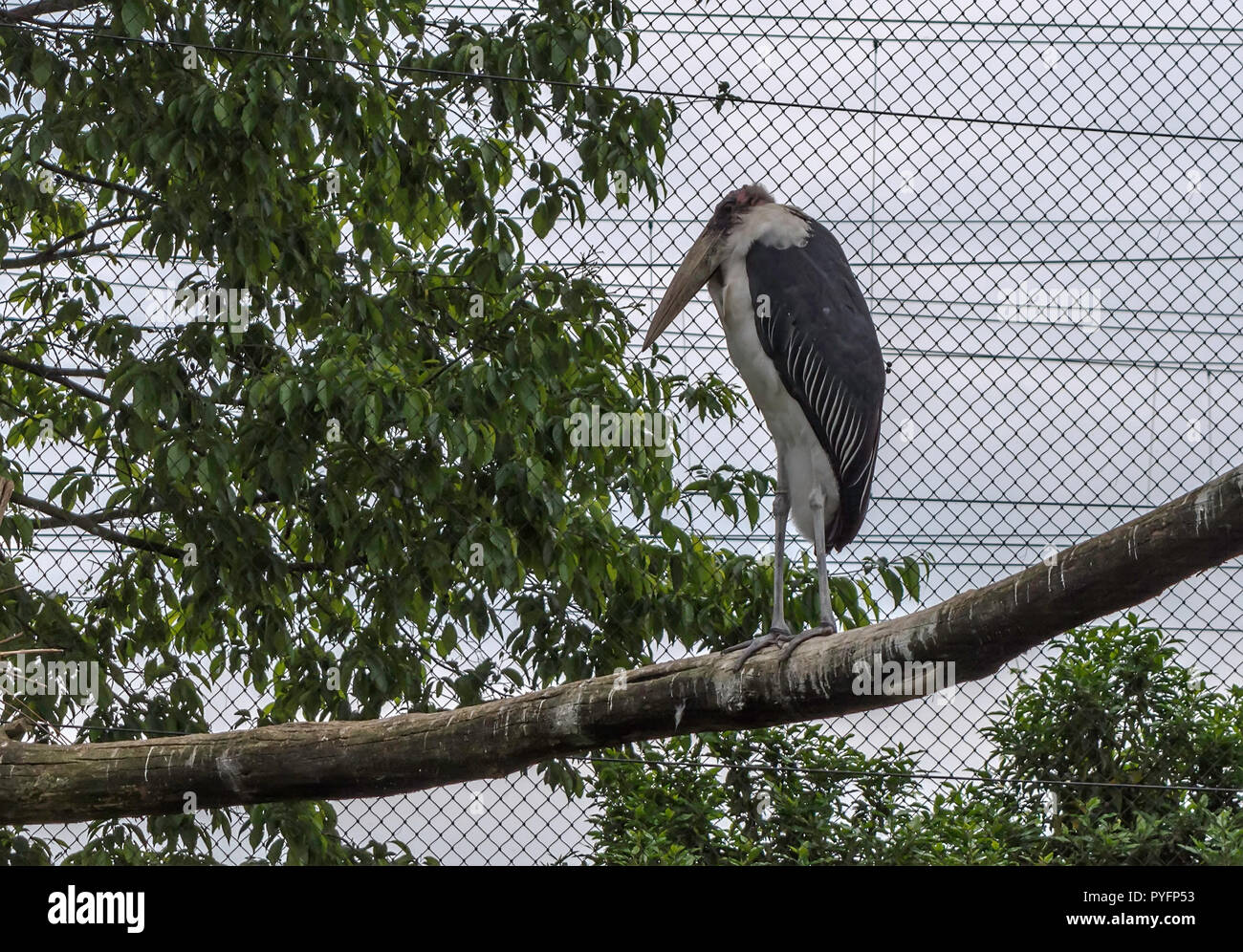 Marabou stork (Leptoptilos crumenifer) sitting on the wooden perch. Stock Photo