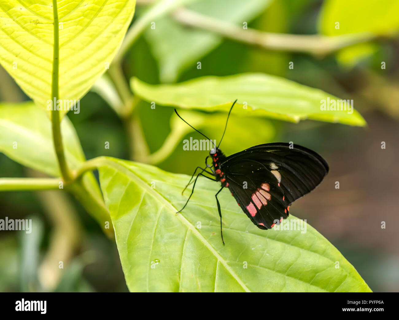 Heliconius melpomene, the postman butterfly, common postman or simply postman, sitting on the green leaf, ventral view. Stock Photo