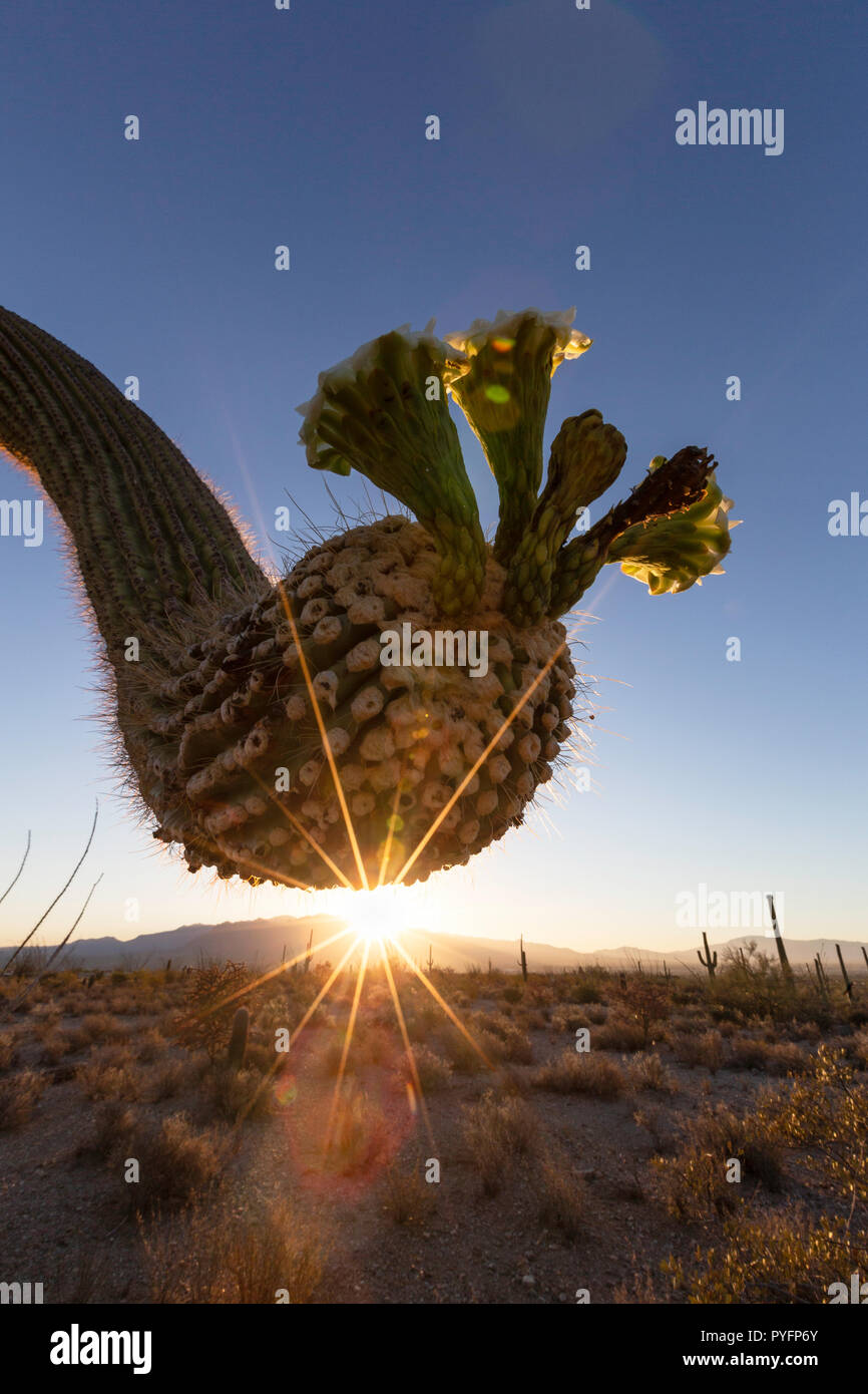 Sunrise on saguaro cactus in bloom, Carnegiea gigantea, Sweetwater Preserve, Tucson, Arizona, USA Stock Photo