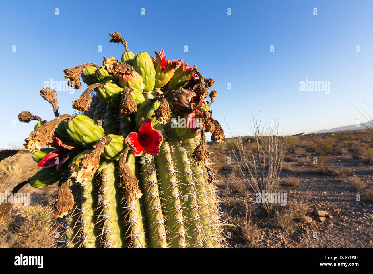 Saguaro cactus in bloom, Carnegiea gigantea, Sweetwater Preserve, Tucson, Arizona, USA Stock Photo
