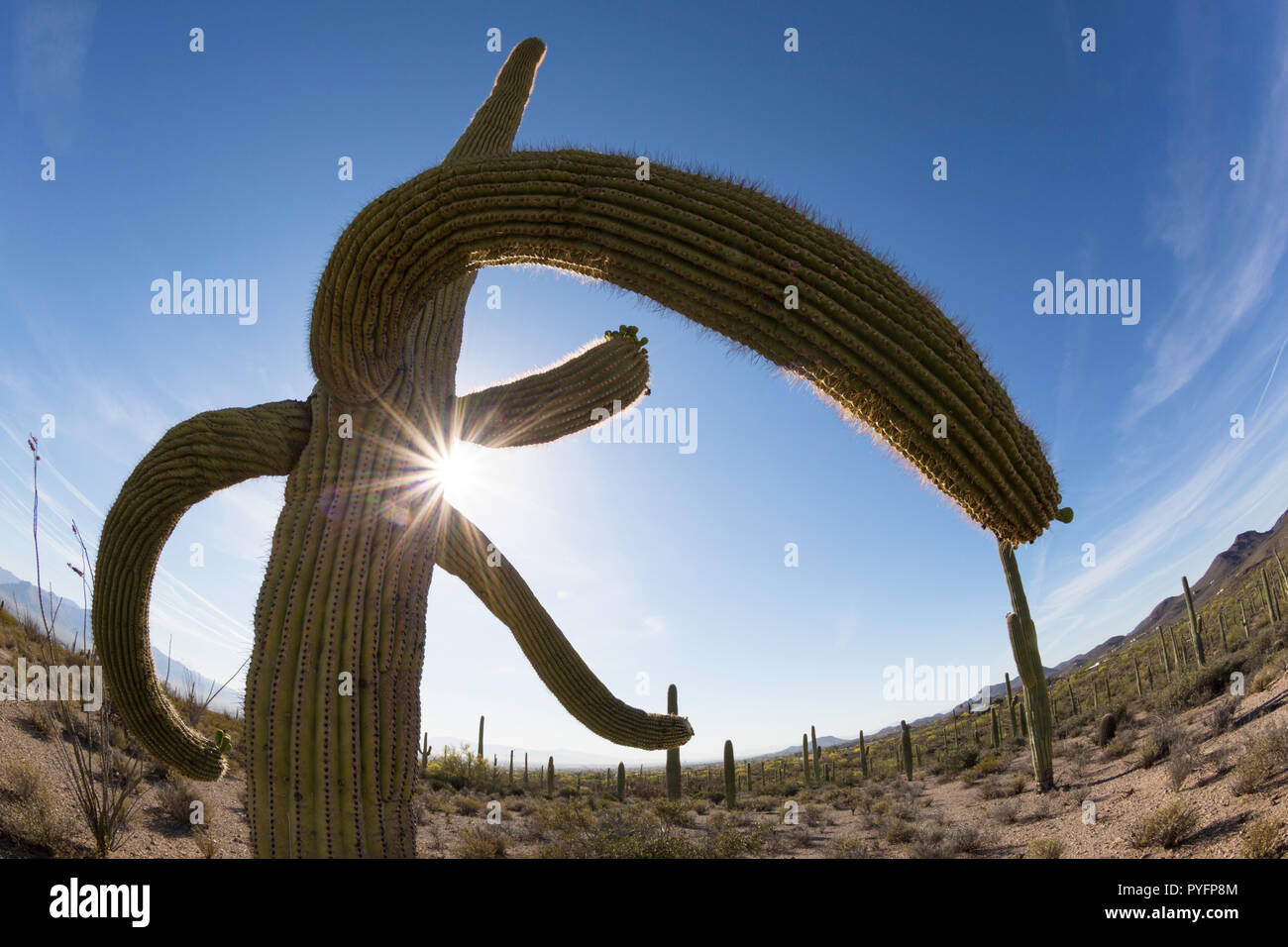 Saguaro cactus, Carnegiea gigantea, in the Sonoran Desert, Sweetwater Preserve, Tucson, Arizona, USA Stock Photo
