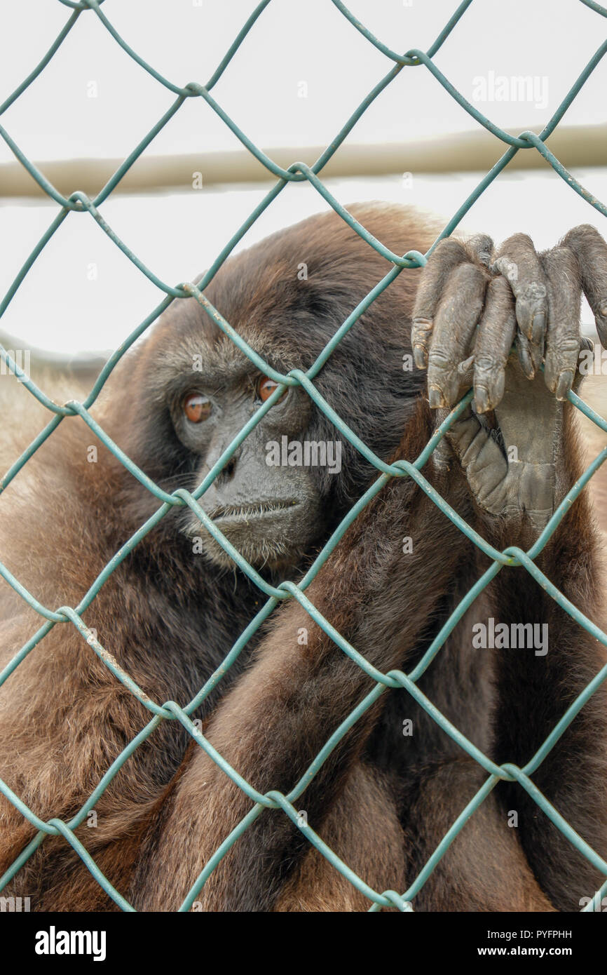 Monkey behind Fence in Shelter on Isle of Wight Stock Photo