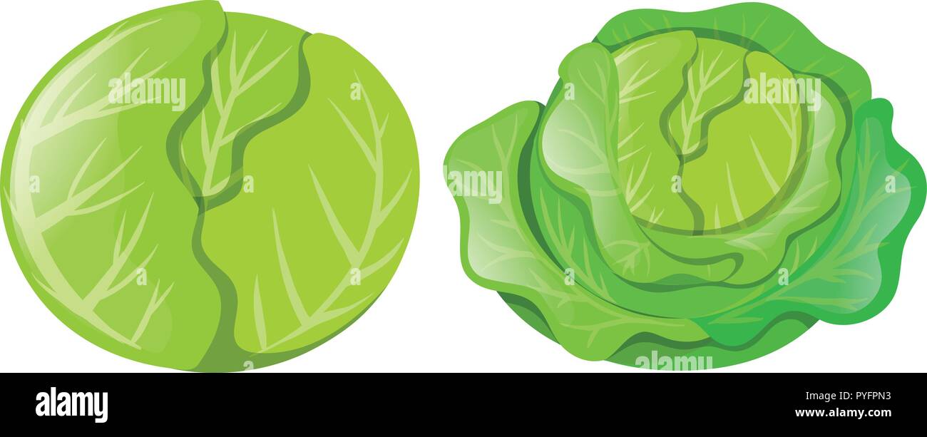 Cabbages on white background illustration Stock Vector
