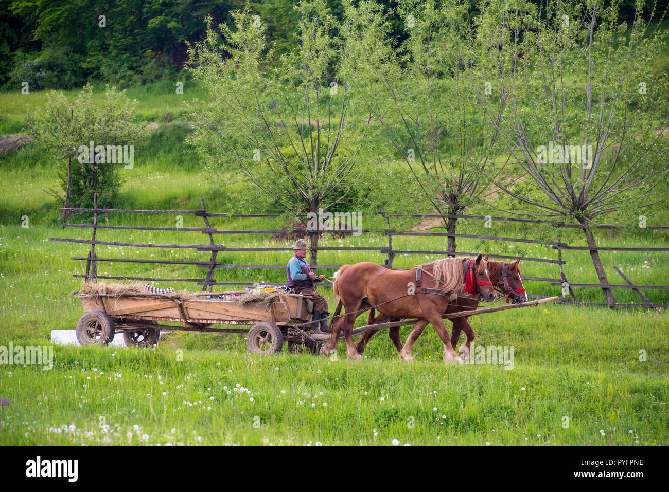 ROMANIA. A farmer transports his milk cans, well protected with  straw on his horse driven cart to a collecting point Stock Photo