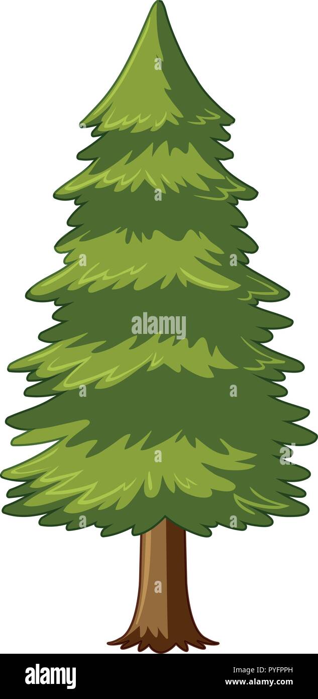 Pine tree on white background illustration Stock Vector Image & Art - Alamy