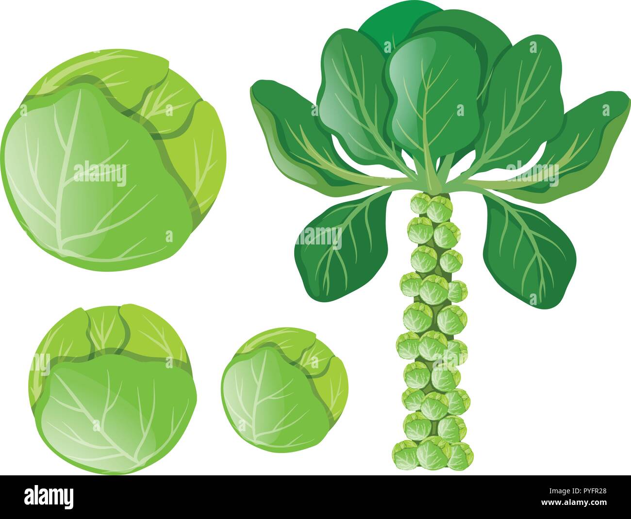 Green cabbages and brussel sprouts illustration Stock Vector