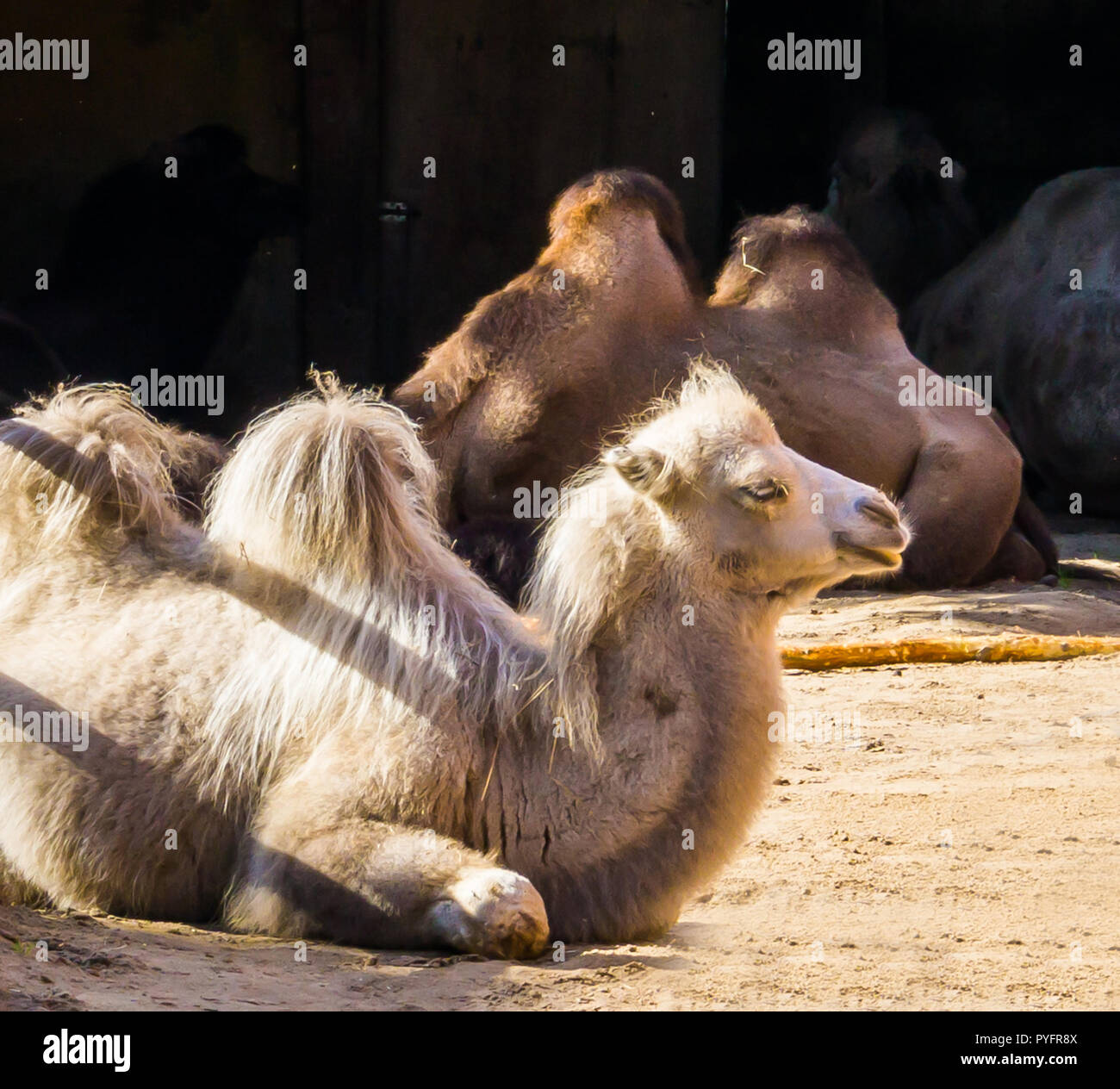 beautiful white camel sitting down in close up arabic desert animal portrait Stock Photo