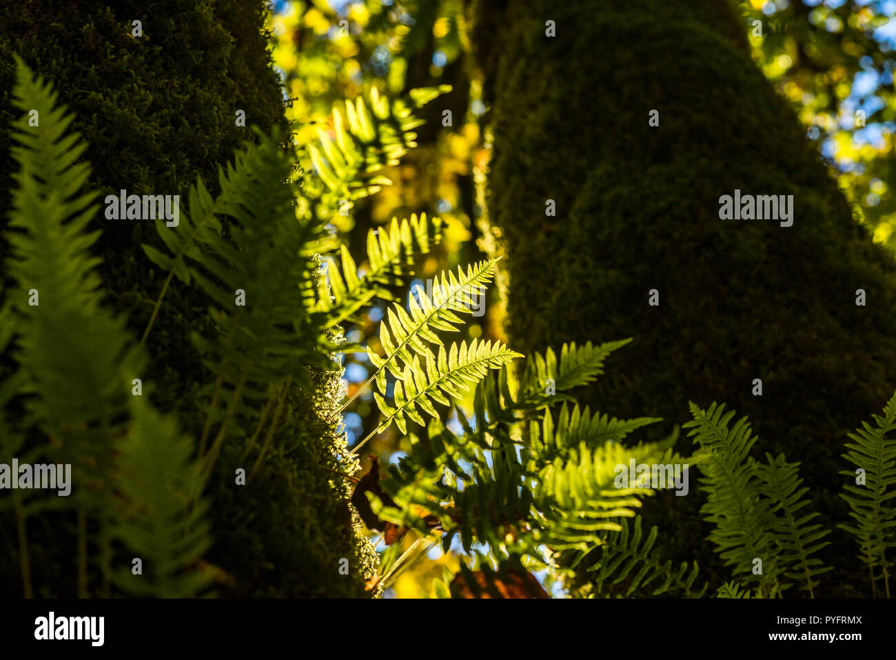 Polypodium glycyrrhiza, Licorice ferns on Big leafed Maple trunk