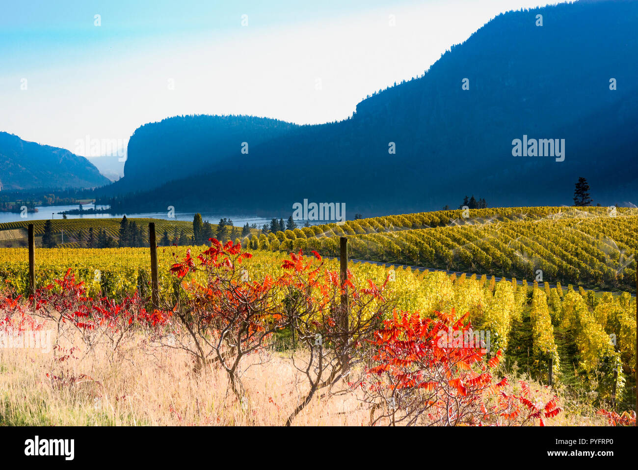 Blue Mountain Winery Vineyard, Okanagan Falls, British Columbia, Canada