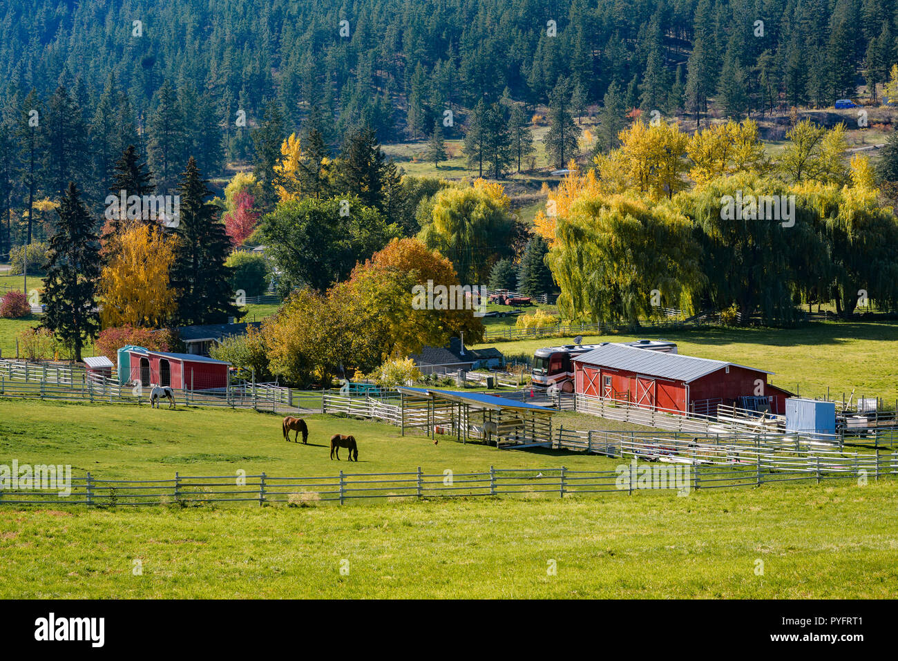 Ranch with horses, Summerland, Okanagan Region, British Columbia, Canada Stock Photo