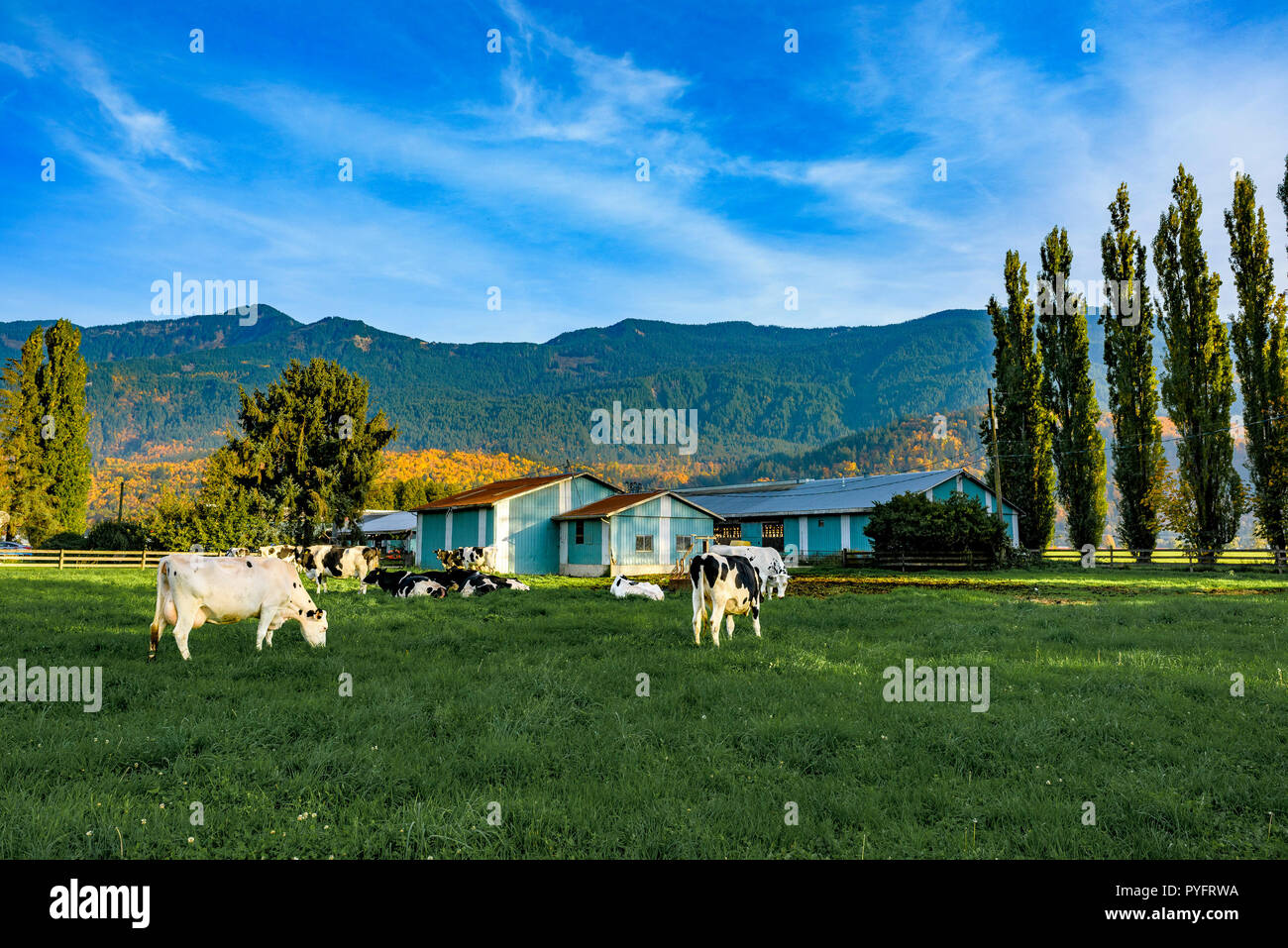 British dairy cows hires stock photography and images Alamy